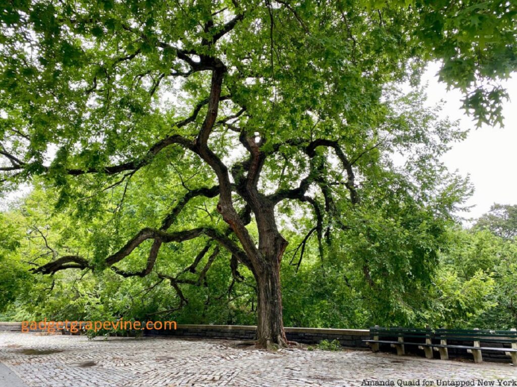 Commentary: The Most Unforgettable Tree in Manhattan