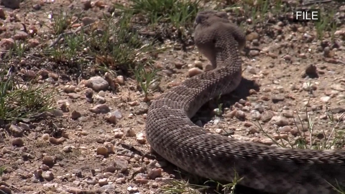 California hiker bitten by rattlesnake on popular trail