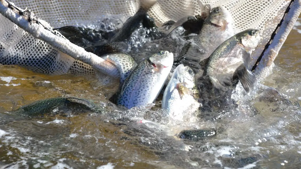 Neighborhood Lakes in DFW Stocked with Hundreds of Fish